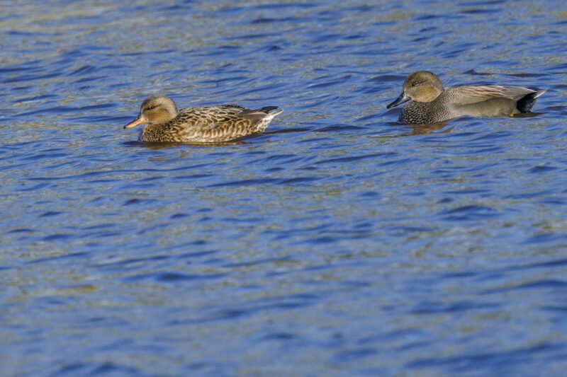 Couple de Canards chipeaux
